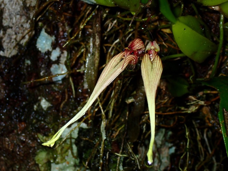 Bulbophyllum biflorum photo 7