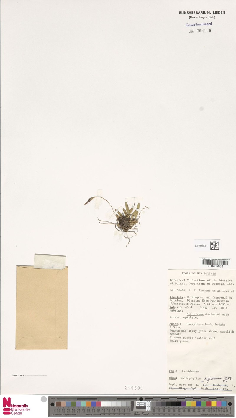 Bulbophyllum bigibbosum