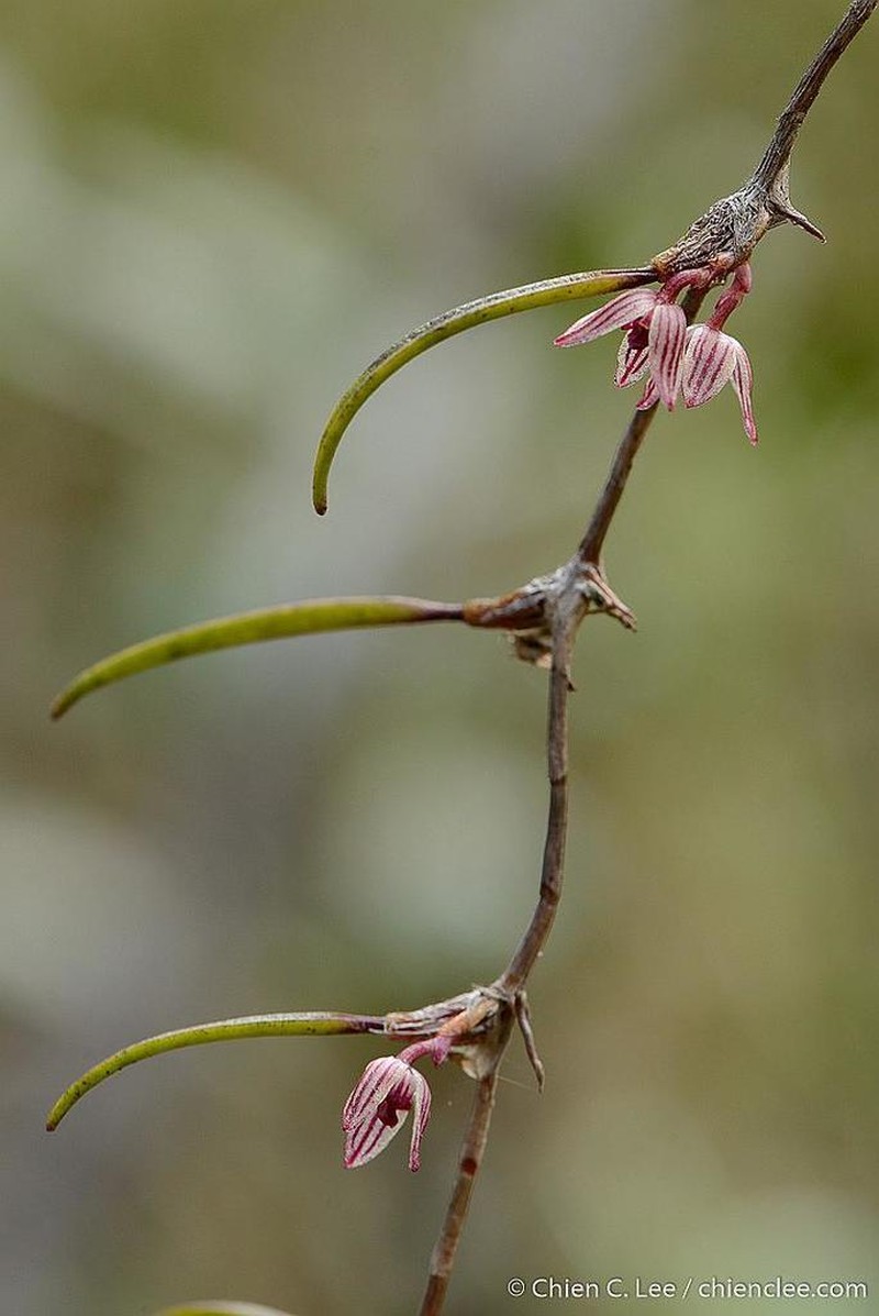 Bulbophyllum bigibbum