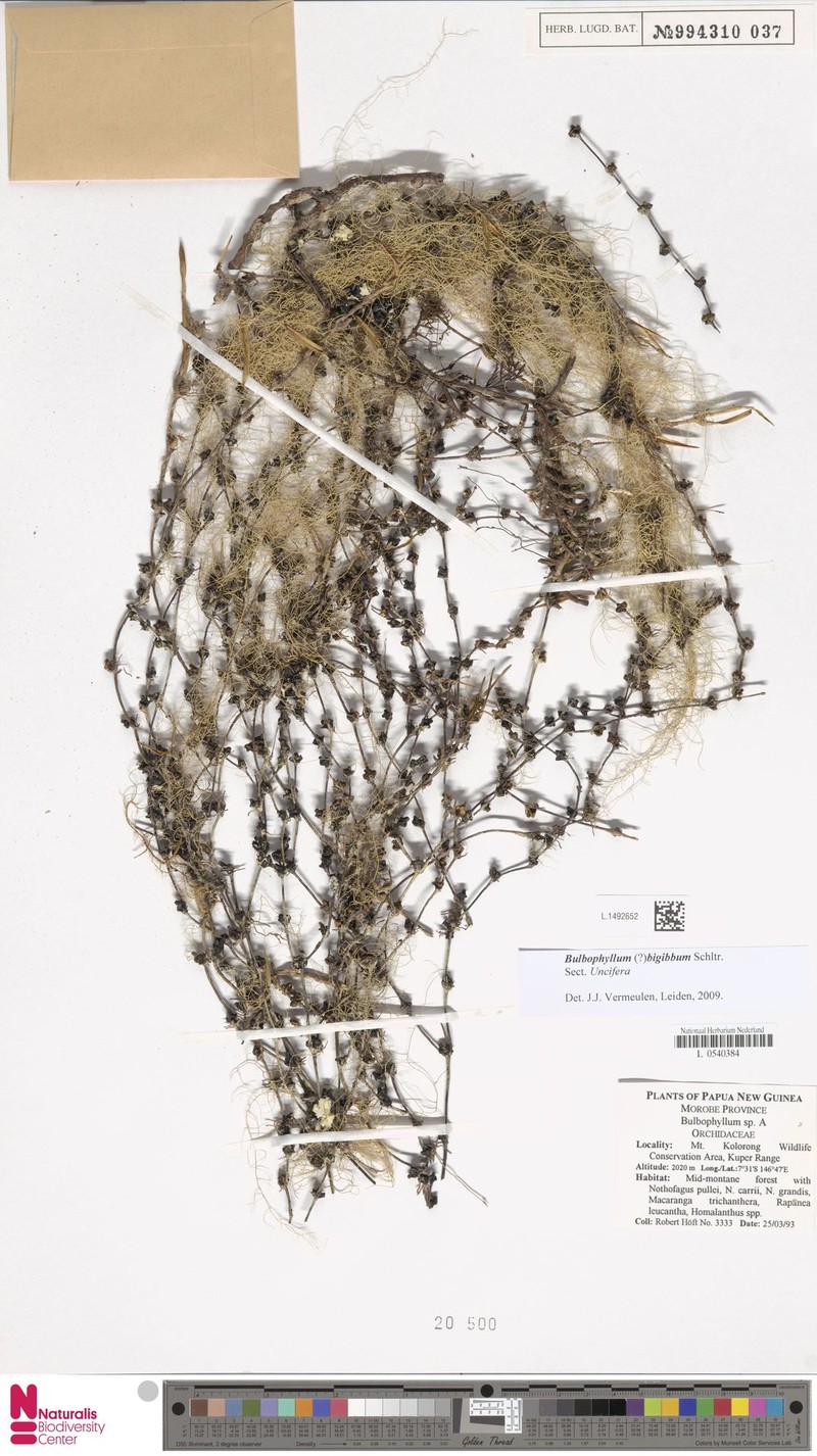 Bulbophyllum bigibbum photo 2