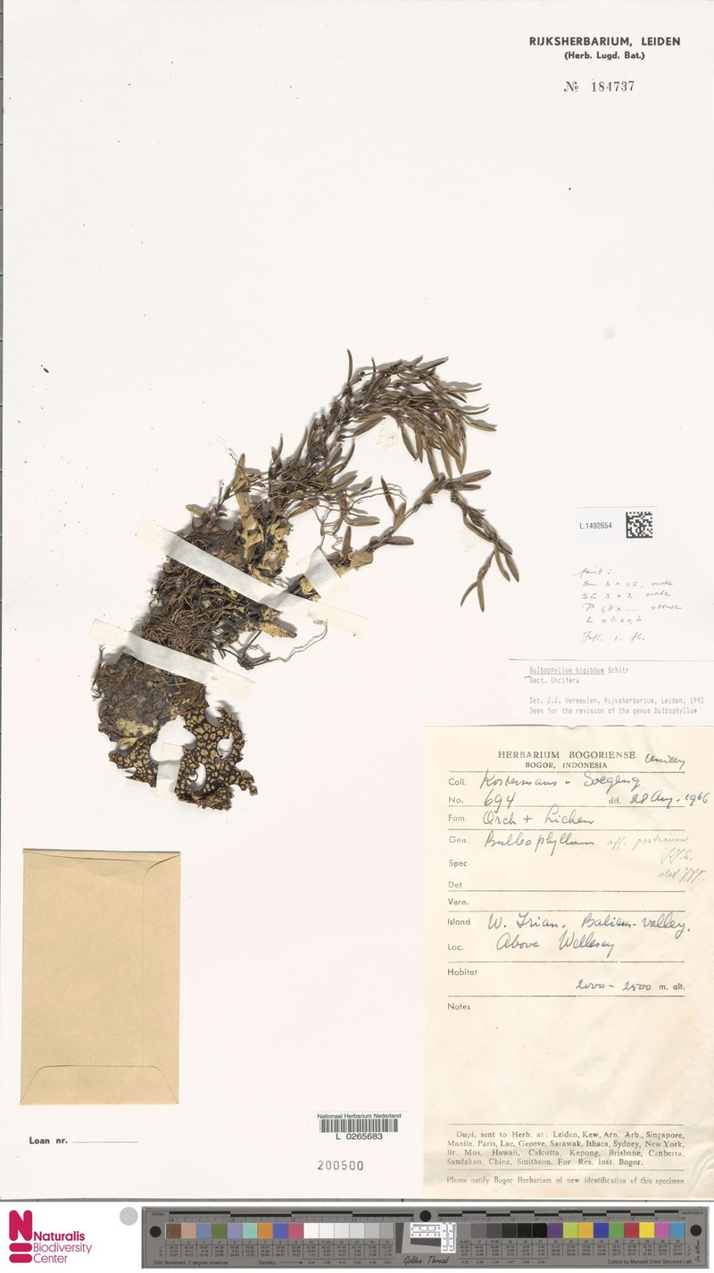 Bulbophyllum bigibbum photo 3