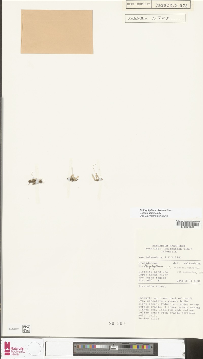 Bulbophyllum biseriale