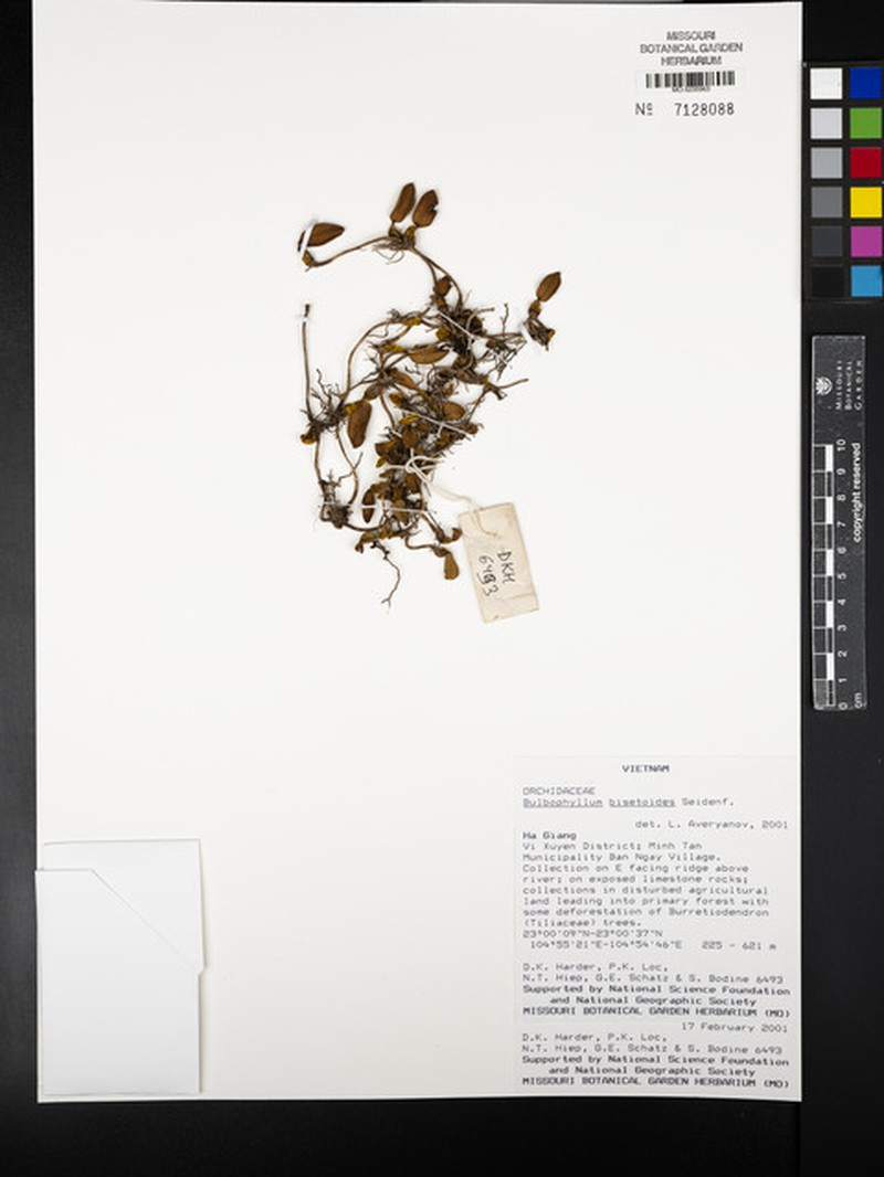 Bulbophyllum bisetoides