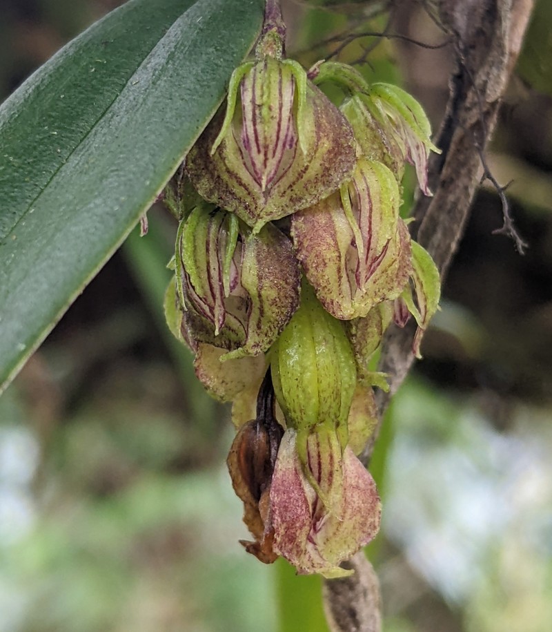 Bulbophyllum bisetum photo 2