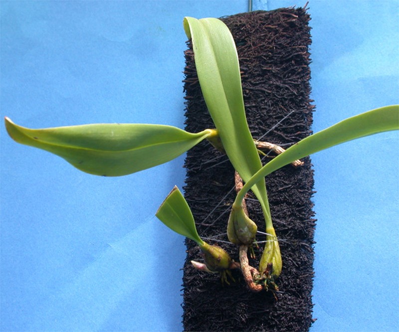 Bulbophyllum bittnerianum