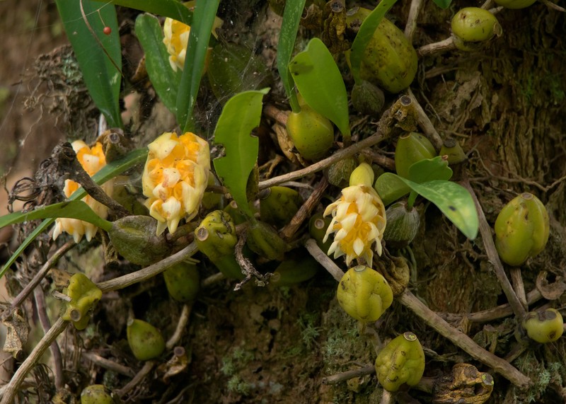 Bulbophyllum bittnerianum photo 2