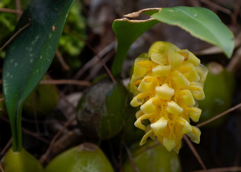 Bulbophyllum bittnerianum photo 3