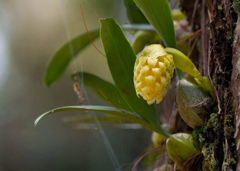 Bulbophyllum bittnerianum photo 4