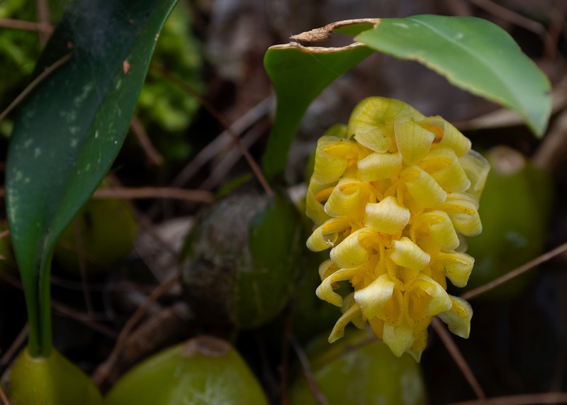 Bulbophyllum bittnerianum photo 5