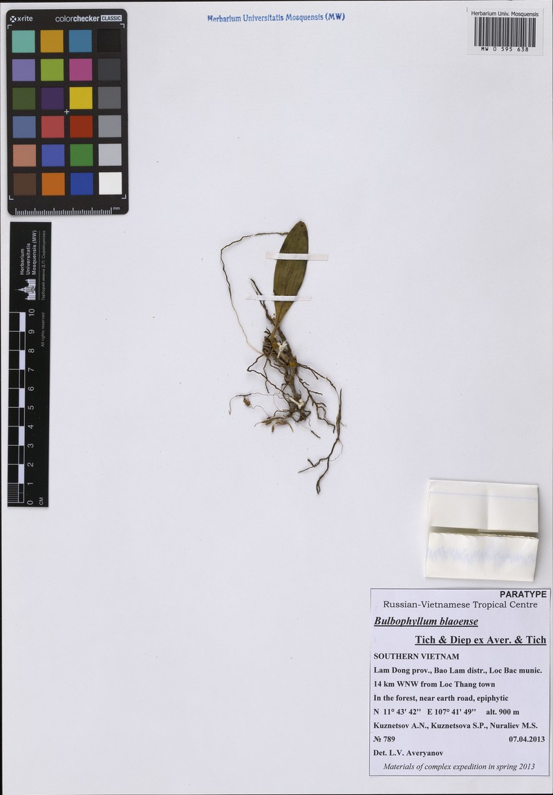 Bulbophyllum blaoense