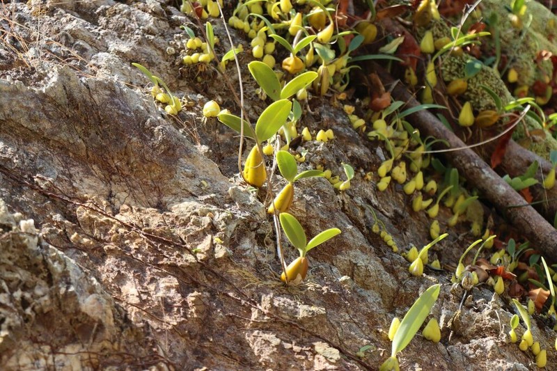 Bulbophyllum blepharistes