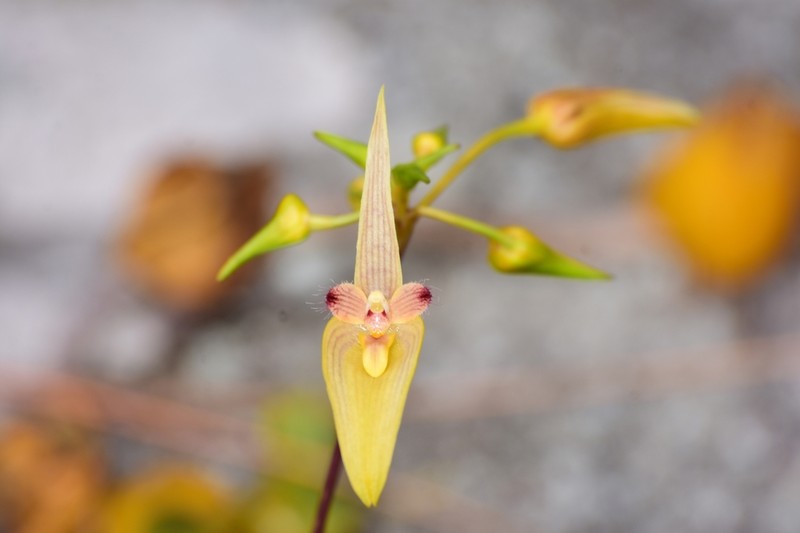 Bulbophyllum blepharistes photo 2