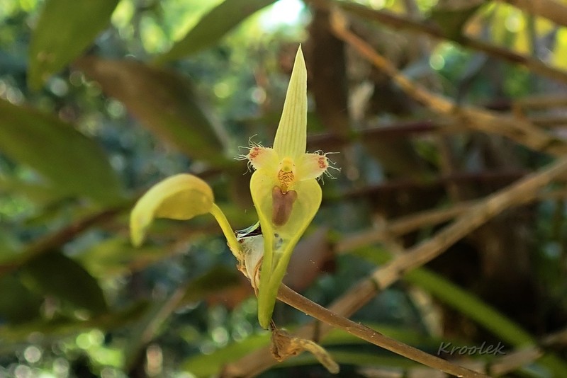 Bulbophyllum blepharistes photo 3