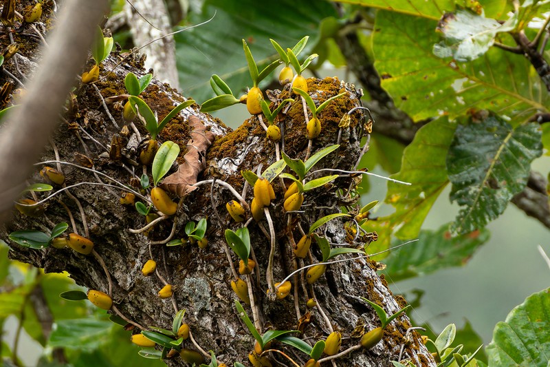 Bulbophyllum blepharistes photo 5