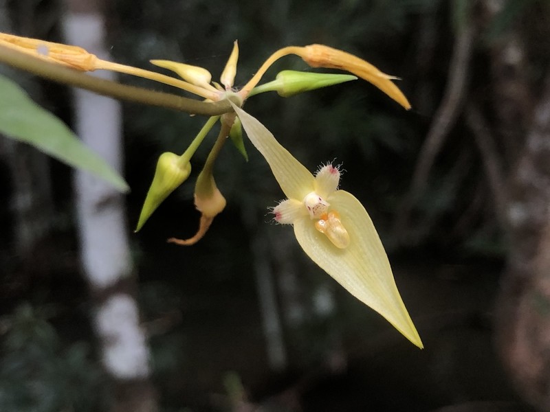 Bulbophyllum blepharistes photo 7