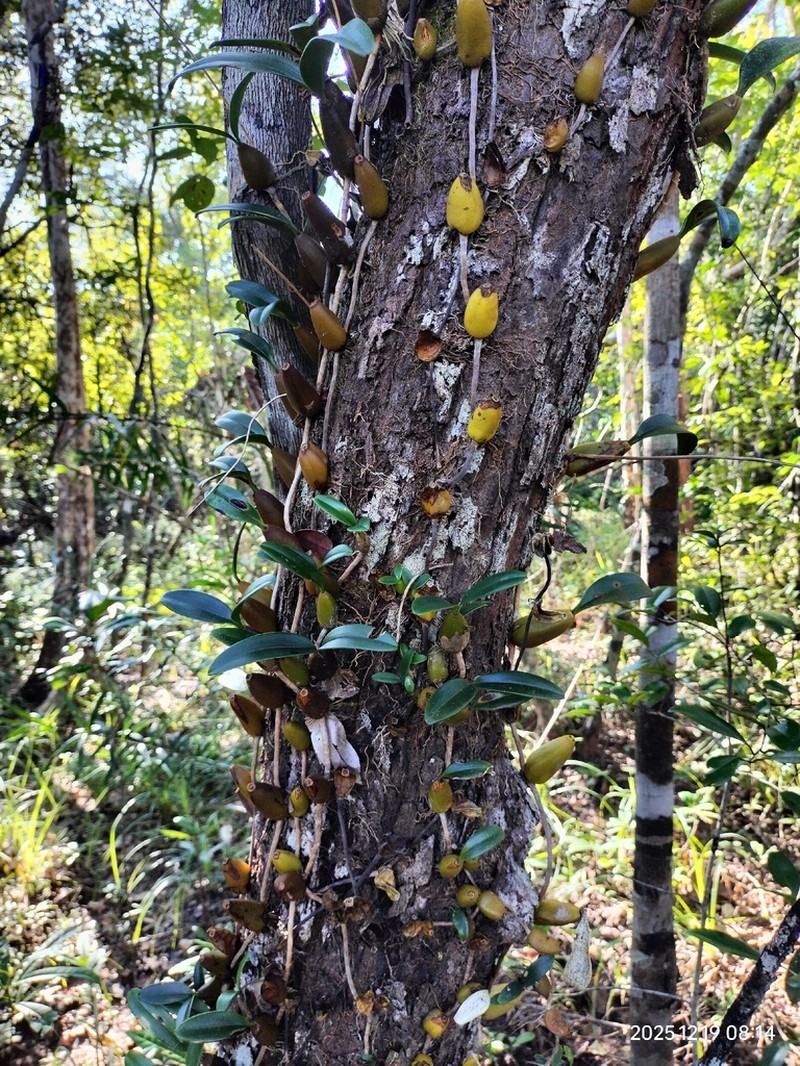 Bulbophyllum blepharistes photo 8