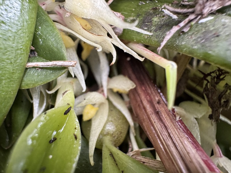 Bulbophyllum bliteum photo 2