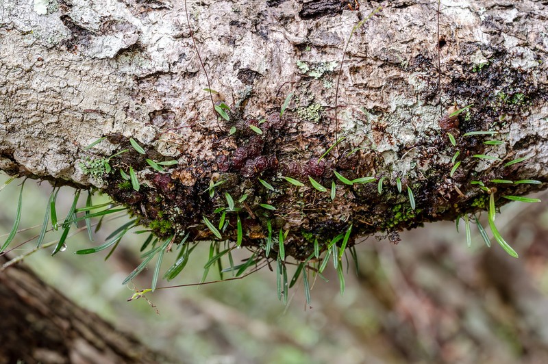 Bulbophyllum boiteaui