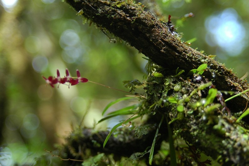 Bulbophyllum boiteaui photo 2