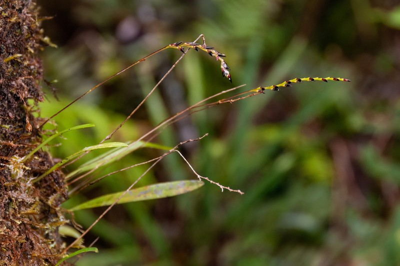 Bulbophyllum boiteaui photo 3