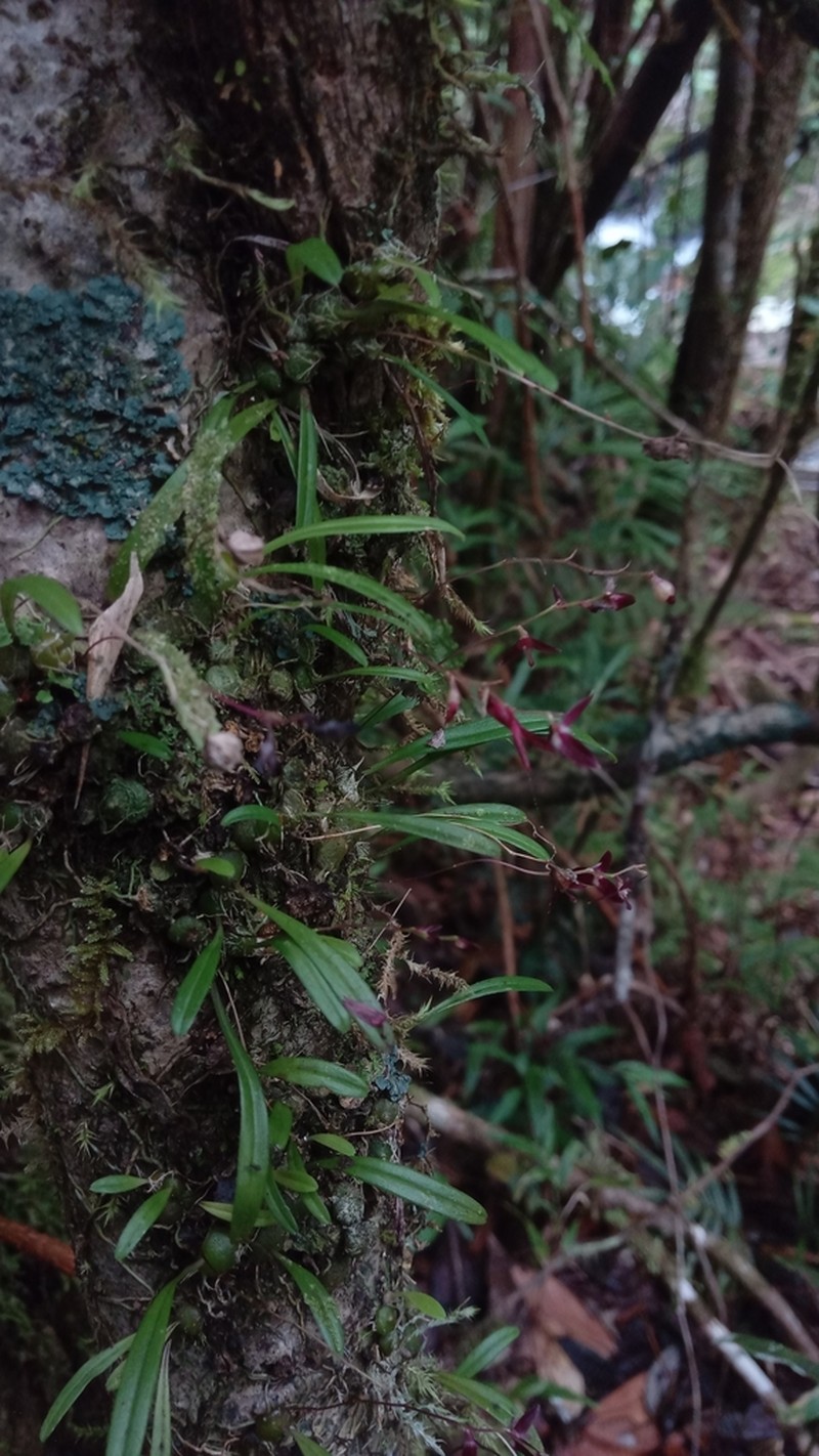 Bulbophyllum boiteaui photo 4