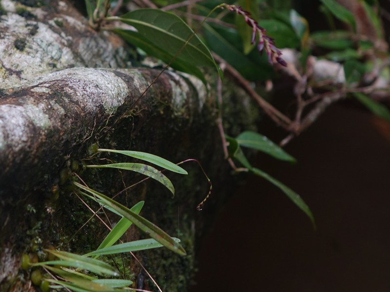 Bulbophyllum boiteaui photo 6