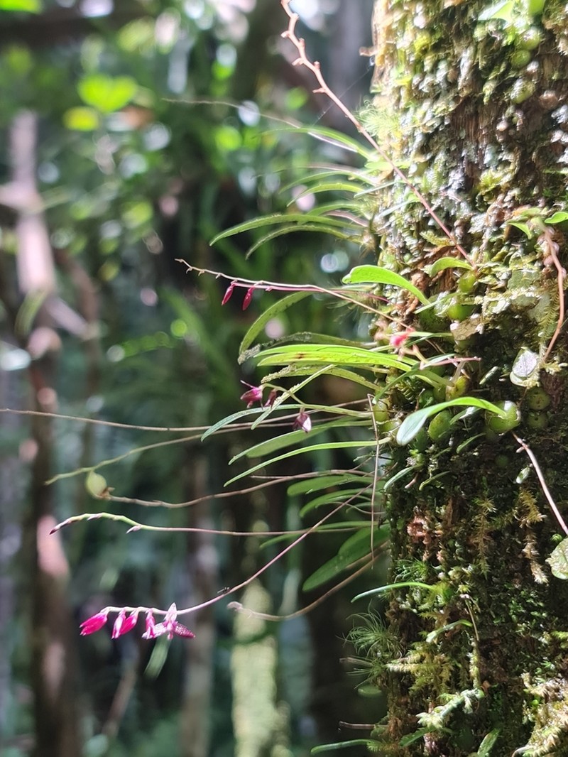 Bulbophyllum boiteaui photo 7