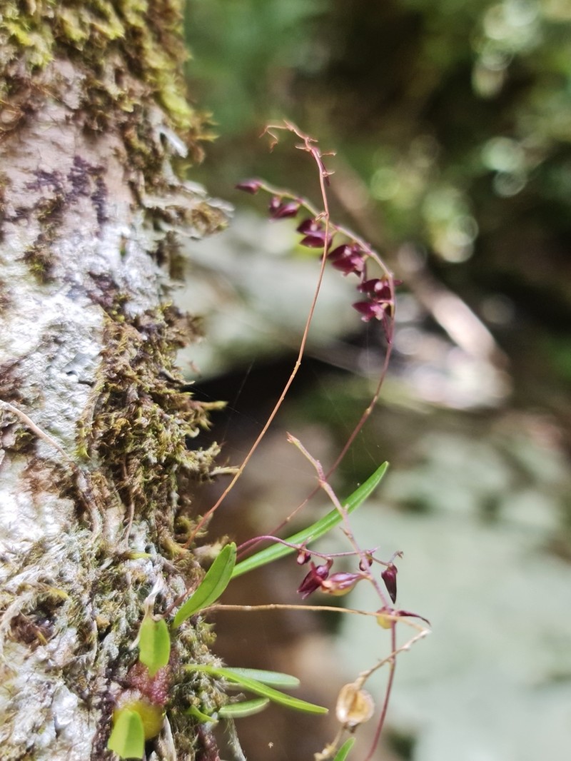 Bulbophyllum boiteaui photo 8
