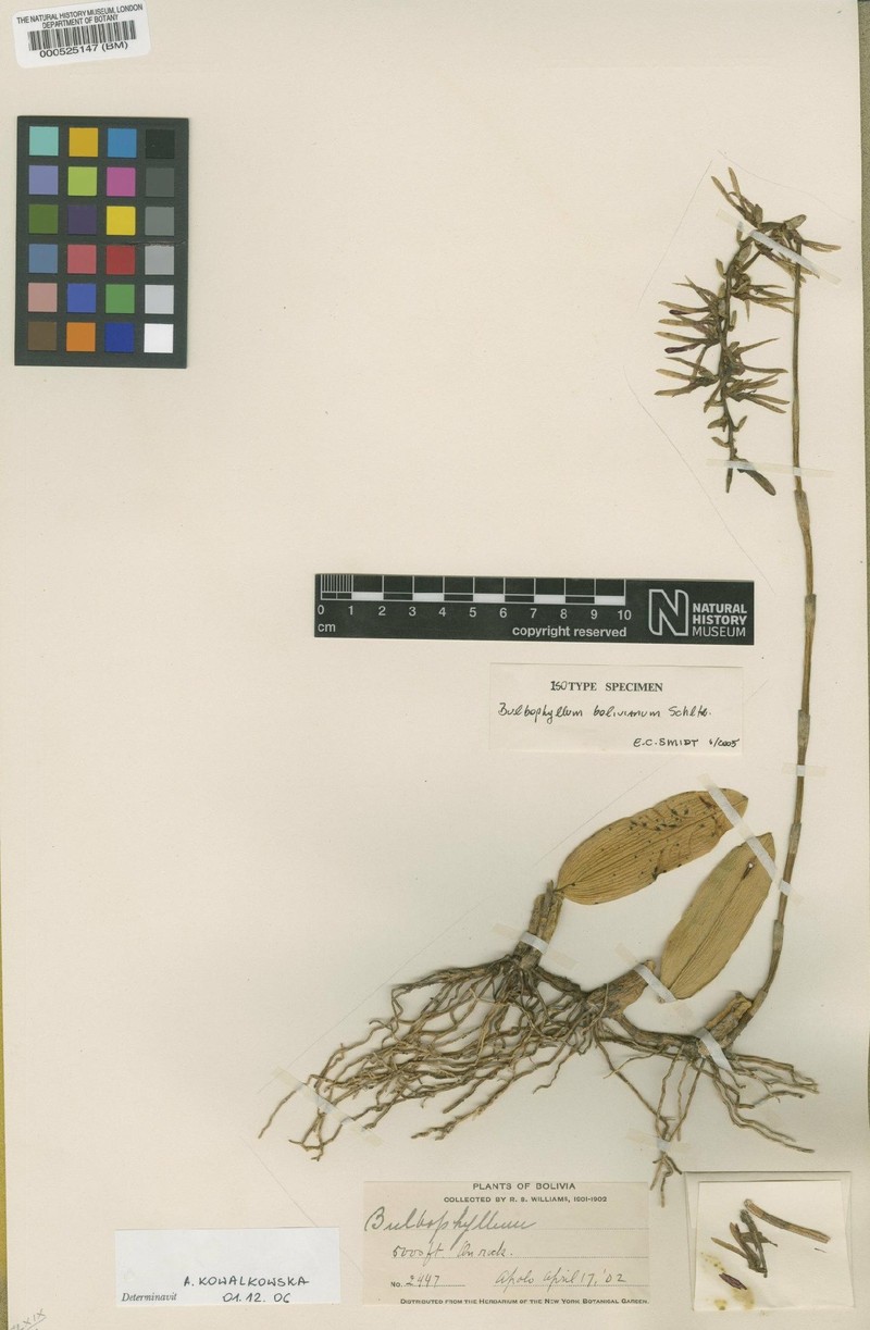 Bulbophyllum bolivianum