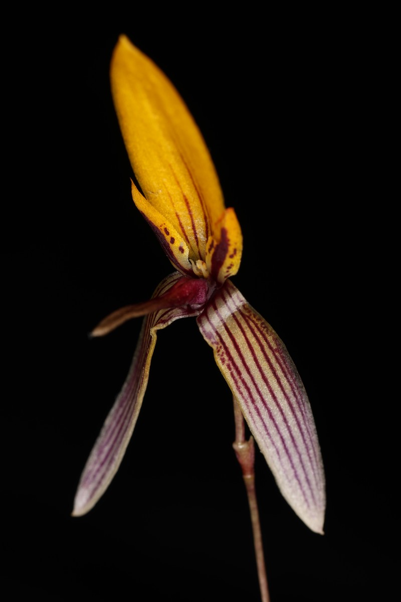Bulbophyllum bolsteri