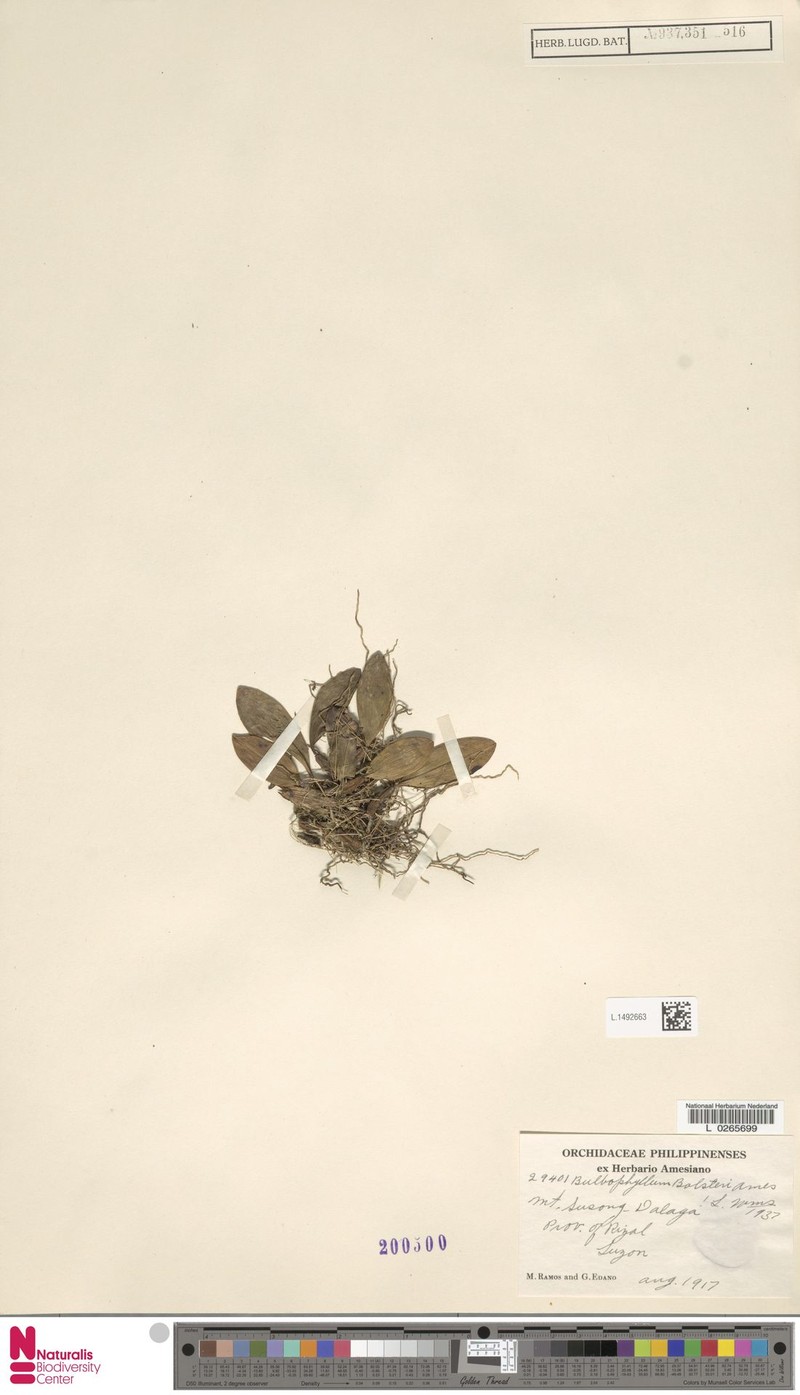 Bulbophyllum bolsteri photo 2