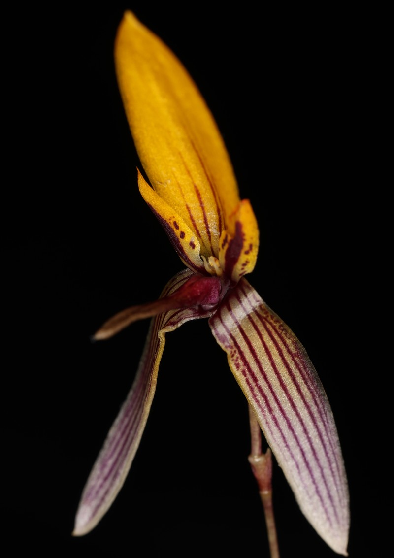 Bulbophyllum bolsteri photo 3