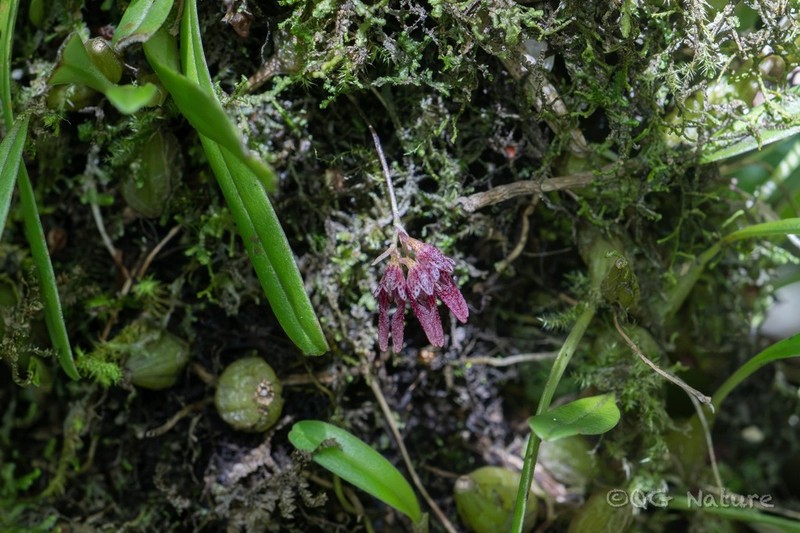 Bulbophyllum bomiense