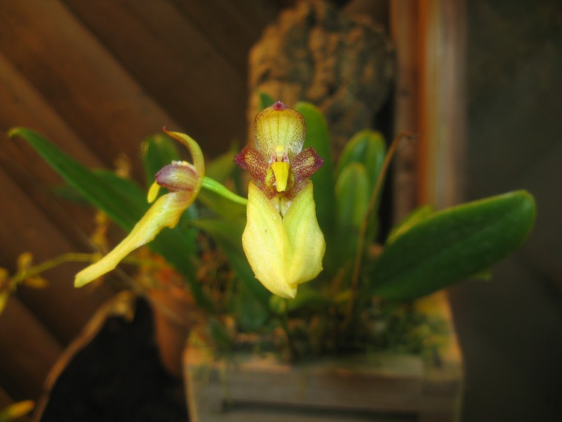 Bulbophyllum boninense