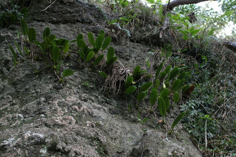Bulbophyllum boninense photo 2