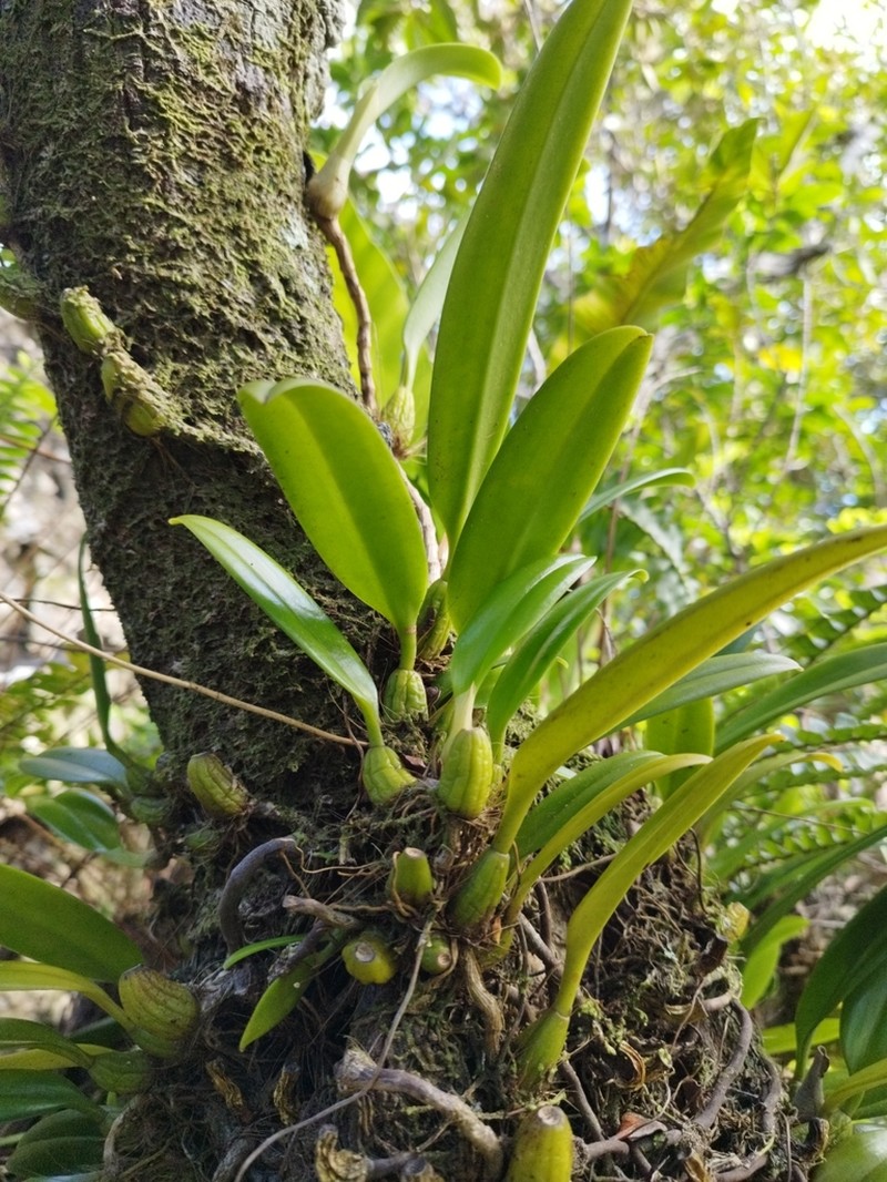 Bulbophyllum boninense photo 3