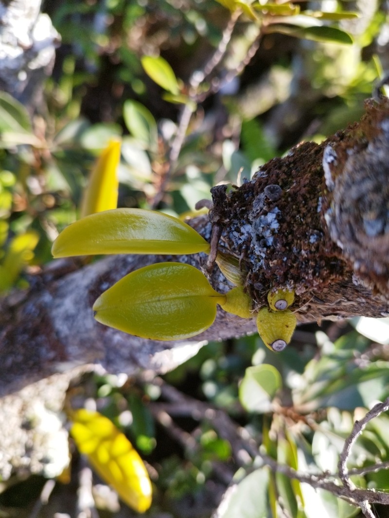 Bulbophyllum boninense photo 4