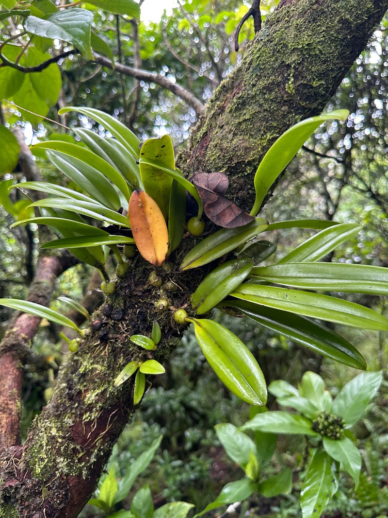 Bulbophyllum boninense photo 5