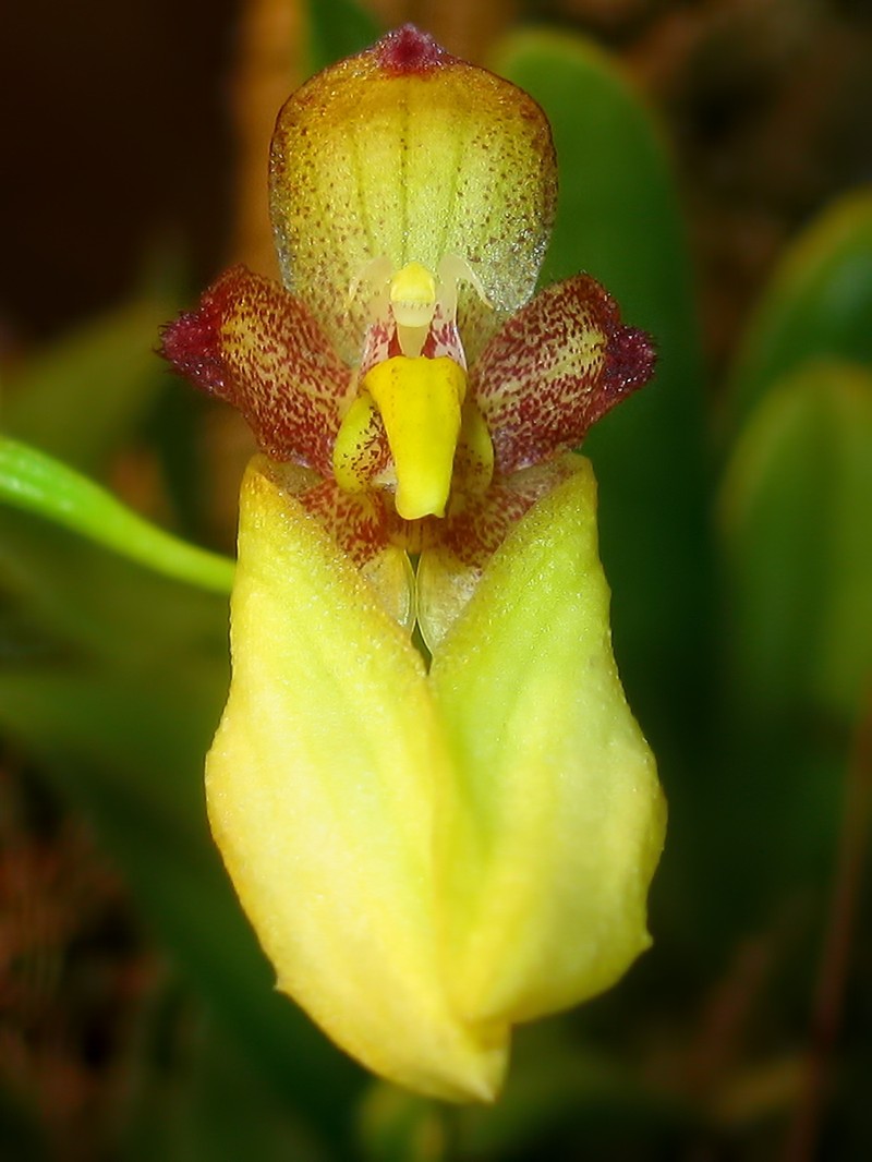 Bulbophyllum boninense photo 7