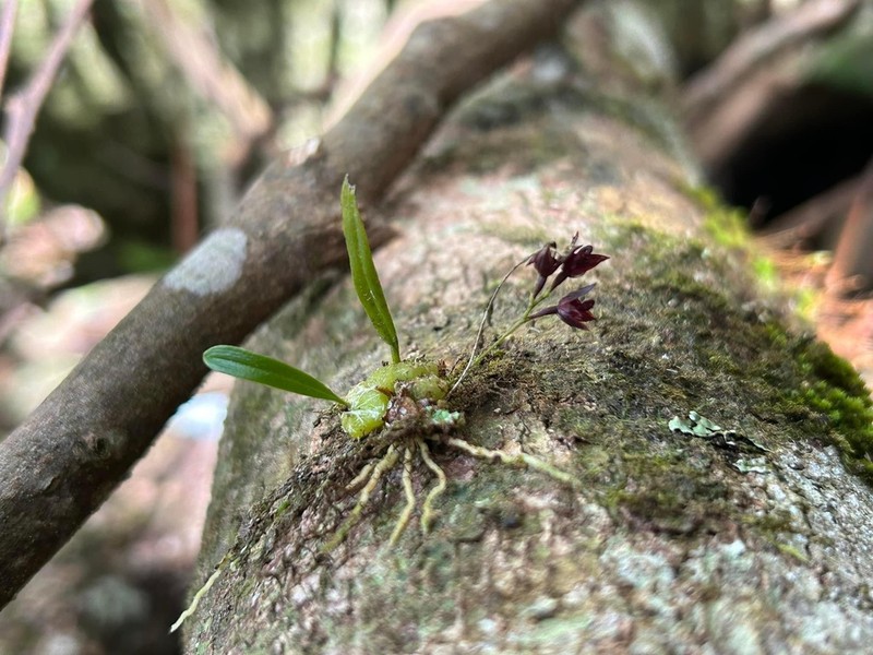 Bulbophyllum boonjee