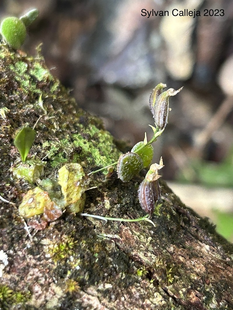 Bulbophyllum boonjee photo 2