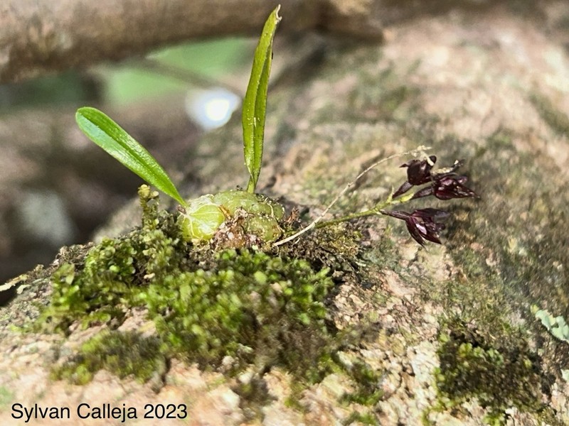 Bulbophyllum boonjee photo 3