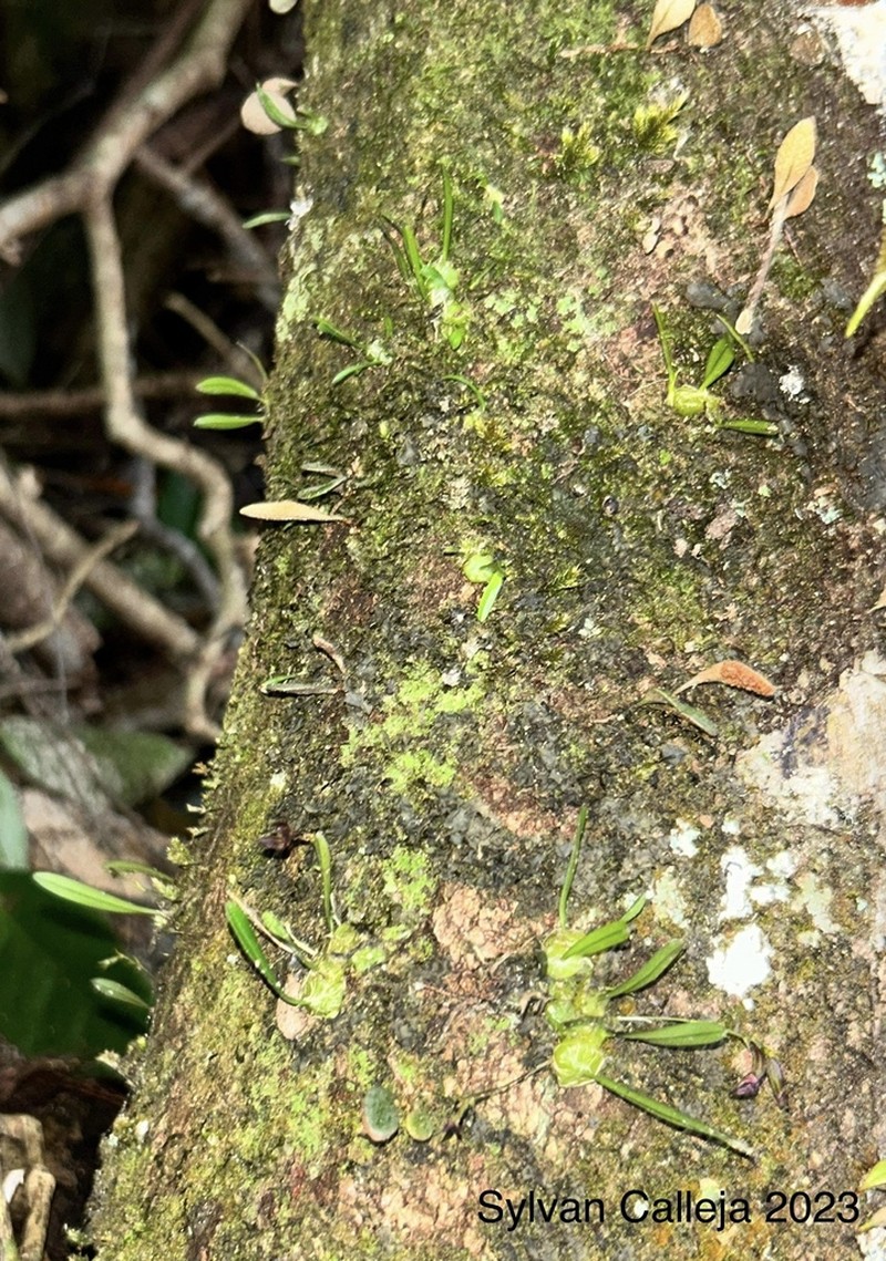 Bulbophyllum boonjee photo 4