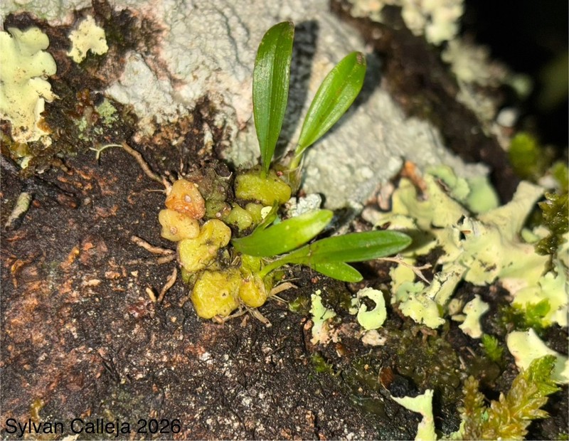 Bulbophyllum boonjee photo 5