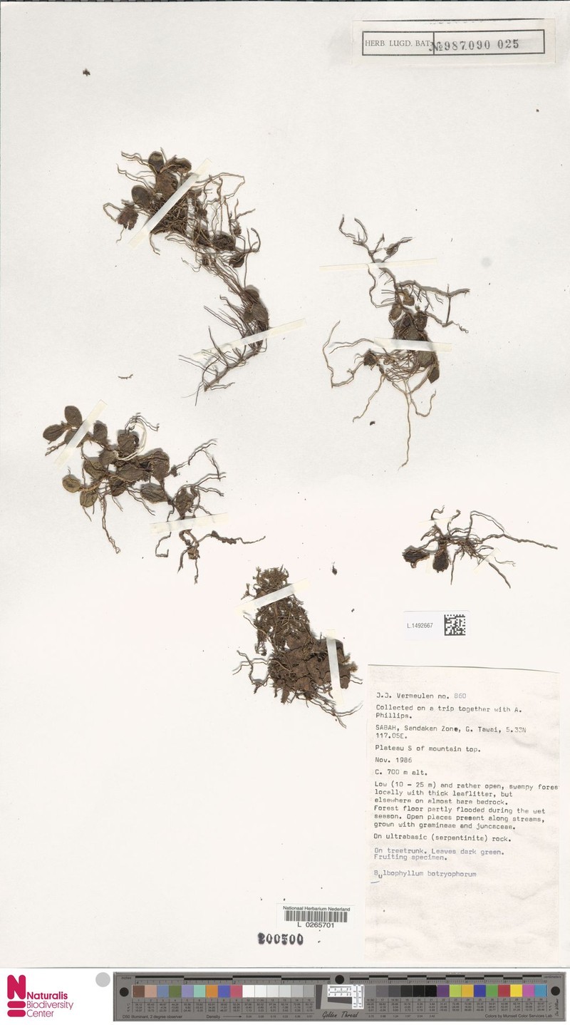 Bulbophyllum botryophorum photo 2
