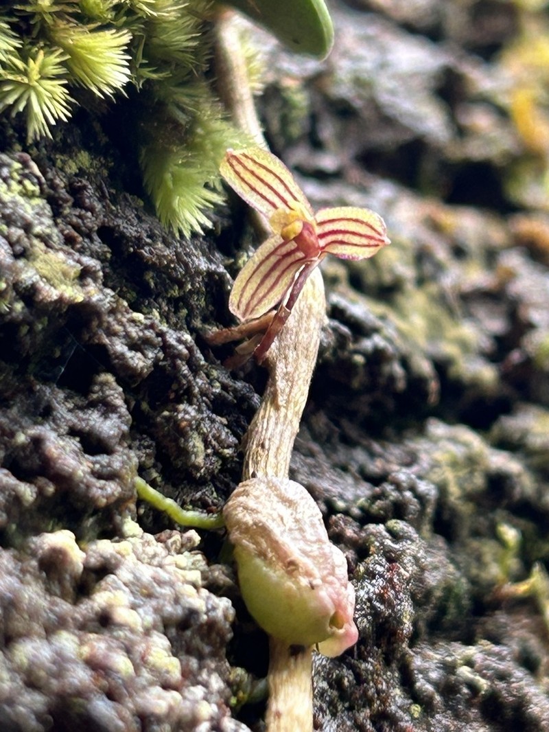 Bulbophyllum bowkettiae