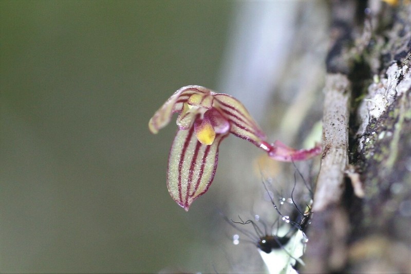 Bulbophyllum bowkettiae photo 2