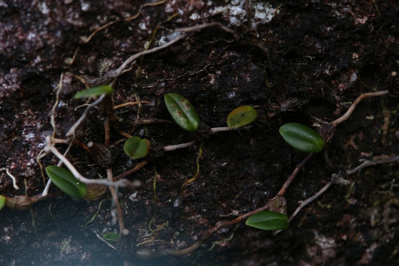 Bulbophyllum bowkettiae photo 4
