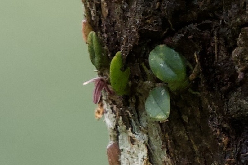 Bulbophyllum bowkettiae photo 5