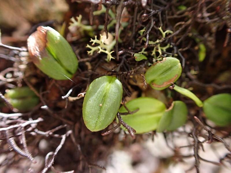 Bulbophyllum bowkettiae photo 6